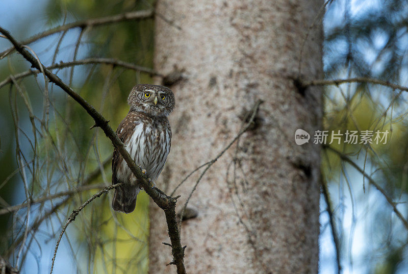 欧亚侏儒猫头鹰(Glaucidium passerinum)